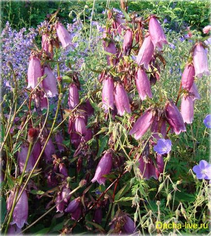 Campanula specii și varietăți, plantare, creștere, fotografie