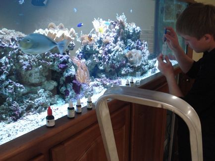 Комплексне обслуговування і чищення акваріумів - студія німо, Запоріжжя