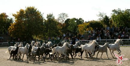 Королівські білі коні - вісник до