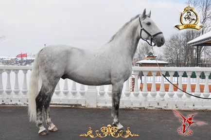 Royal fehér ló - hírnököt