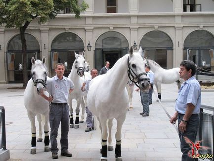 Королівські білі коні - вісник до