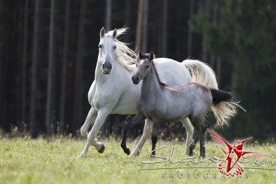 Королівські білі коні - вісник до