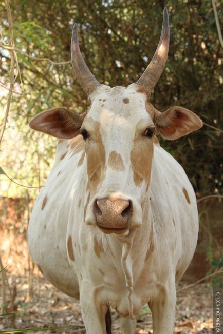 Vaci din India