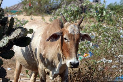 Vaci din India