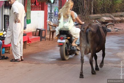 tehenek India