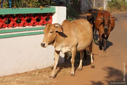 Vaci din India