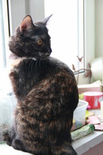 Cat eltűnt (cat) macska hiányzik