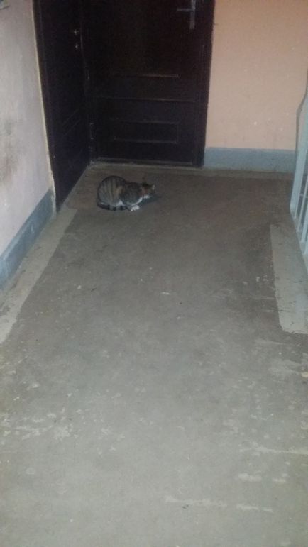 Cat a dispărut