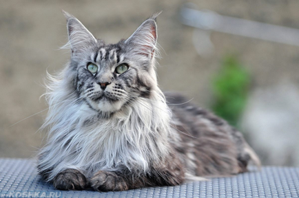 Кішки мейн-кун особливості і характеристики породи, фото