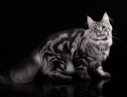 Кішки мейн-кун особливості і характеристики породи, фото