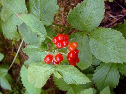 Kostyanika - proprietati utile curative de fructe de padure, caracteristici, alegerea plantelor perene