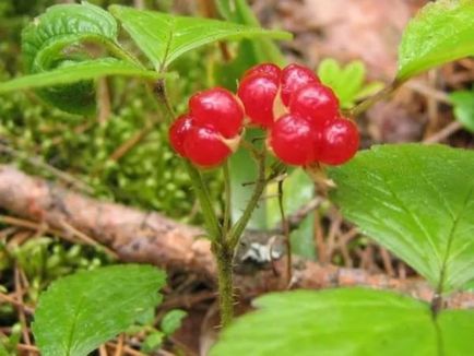 Костяниця - цілюща ягода корисні властивості, характеристики, вибір багаторічної рослини