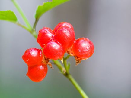 Kostyanika - proprietati utile curative de fructe de padure, caracteristici, alegerea plantelor perene