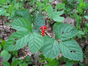 Kostyanika - proprietati utile curative de fructe de padure, caracteristici, alegerea plantelor perene