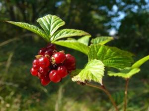 Kostyanika - proprietati utile curative de fructe de padure, caracteristici, alegerea plantelor perene