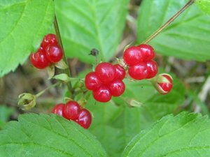 Костяниця - цілюща ягода корисні властивості, характеристики, вибір багаторічної рослини