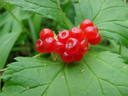 Kostyanika - proprietati utile curative de fructe de padure, caracteristici, alegerea plantelor perene