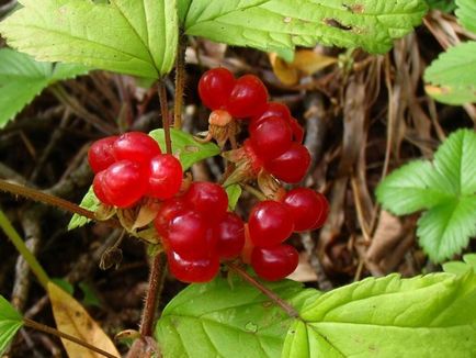 Kostyanika - proprietati utile curative de fructe de padure, caracteristici, alegerea plantelor perene