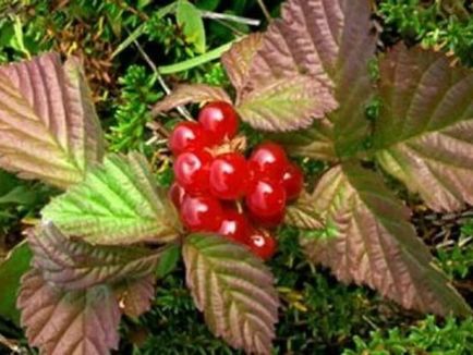 Kostyanika - proprietati utile curative de fructe de padure, caracteristici, alegerea plantelor perene