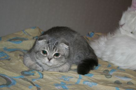 Кот франц