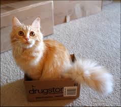 Кіт любить коробки, рудий кіт