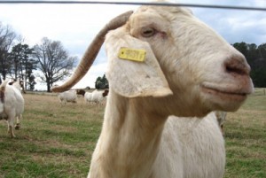 Коза (м'ясо кози) - корисні властивості, калорійність, способи приготування, домашня ферма