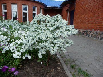 Beauty - hegyi hó - vagy hogyan növekszik Euphorbia rojtos