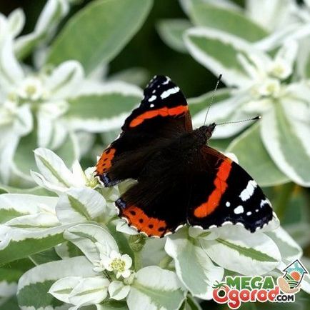 Frumusețe - zăpadă montană - sau cum să crească spurge fringed