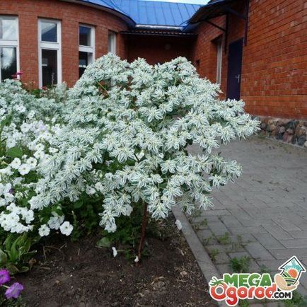 Beauty - hegyi hó - vagy hogyan növekszik Euphorbia rojtos