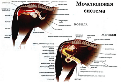 Curs scurt al anatomiei calului