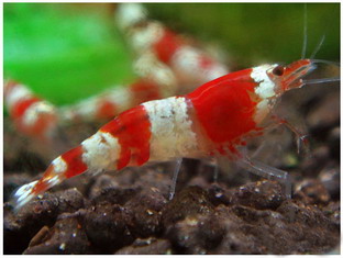 Creveți roșii de creveți - articole despre crustacee - articole - clubul iubitorilor de animale - delfinii
