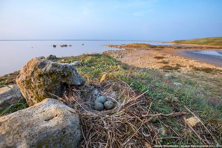 Кримські чудеса або саме солоне озеро в криму, фото новини