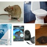 Șobolanul în toaletă - ce trebuie făcut și cum să scapi de el