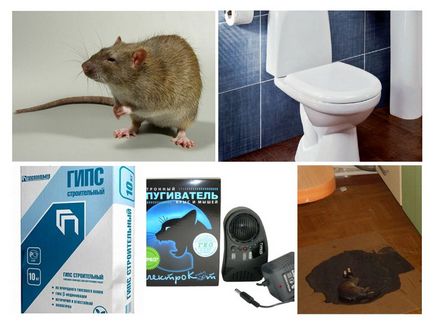 Șobolanul în toaletă - ce trebuie făcut și cum să scapi de el