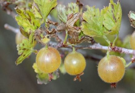 Gooseberries uscat de ce și ce să fac, videoclipuri și fotografii