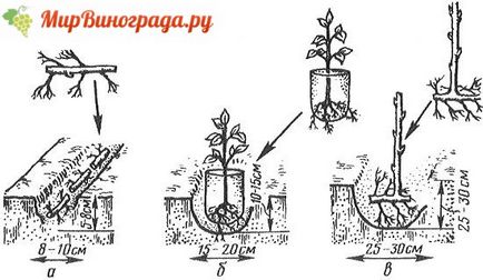 Великоплідні сорти малини - самі високоврожайні!