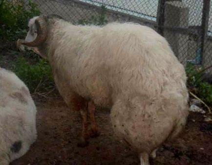 Sheep de oaie, vrăjitor agroindustrial