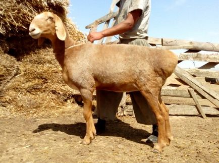 Курдючні вівці, агропромисловий вісник