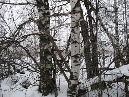 Лабазов і вишки для полювання