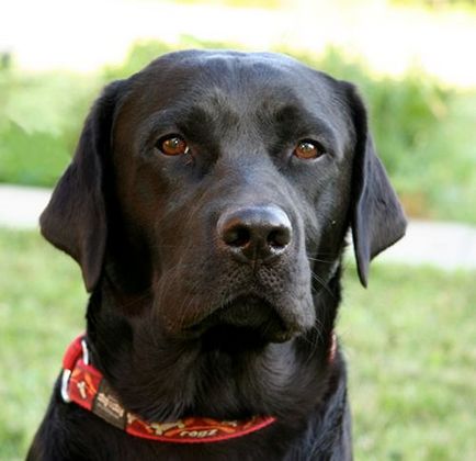 Labrador retriever fotografie și descrierea rasei, îngrijire și istoric de origine