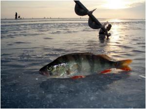Ладозьке озеро багате на рибу, особливо весною, коли риба йде на нерест