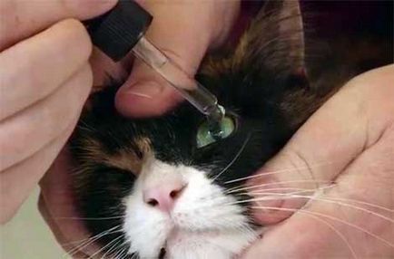 Tratamentul ochilor pisicii