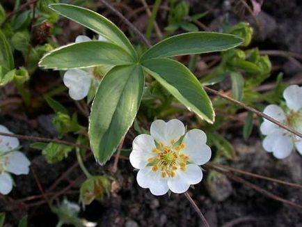 Tratarea tirotoxicozei remediilor folclorice ale glandelor tiroide