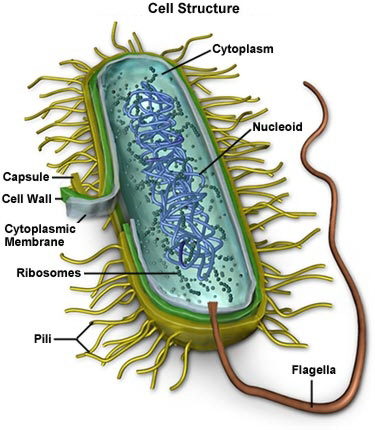 Mucoplasmoza pulmonară