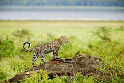 Leoparzi (lat