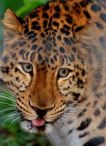 Leoparzi (lat