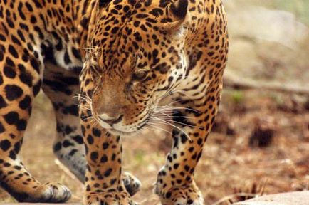 Leoparzi (lat