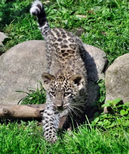 Leoparzi (lat