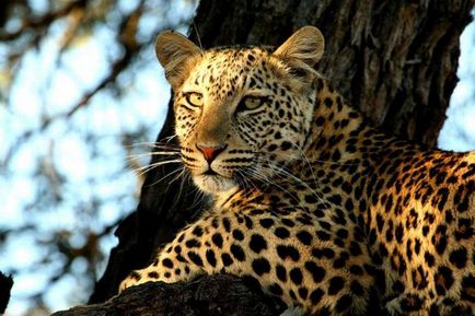 Leoparzi (lat