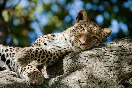 Leopards (lat (Habitat Leopards) Leopárdok (latin: